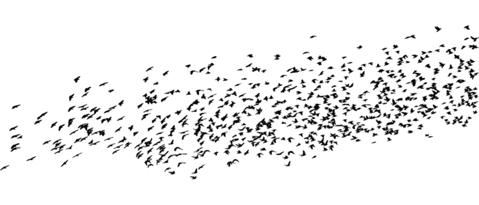 Webp.net-resizeimage (2)-2