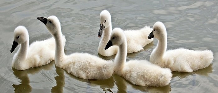 Webp.net-resizeimage (21)-1