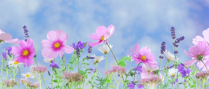 Webp.net-resizeimage (35)