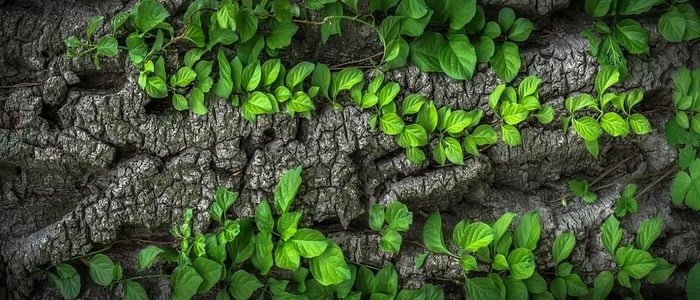 Webp.net-resizeimage (37)