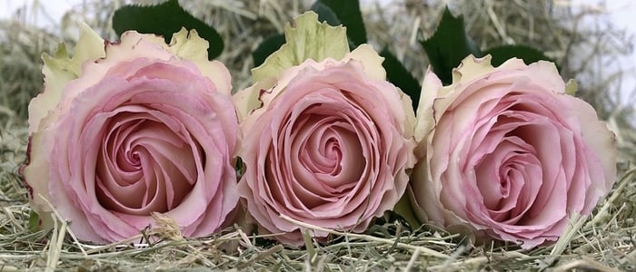 Webp.net-resizeimage (7)-3