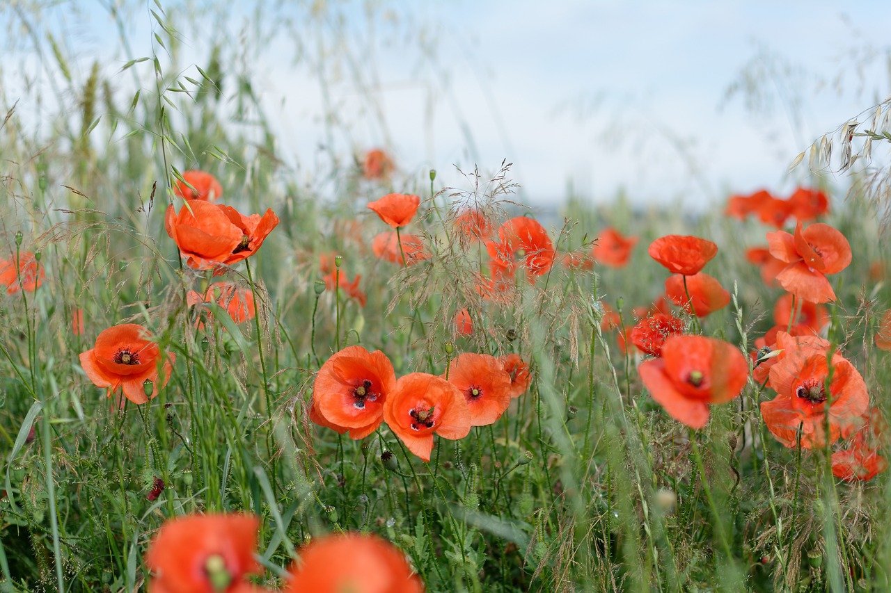 field-3535119_1280