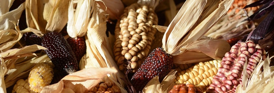 ornamental-corn-1651971_960_720